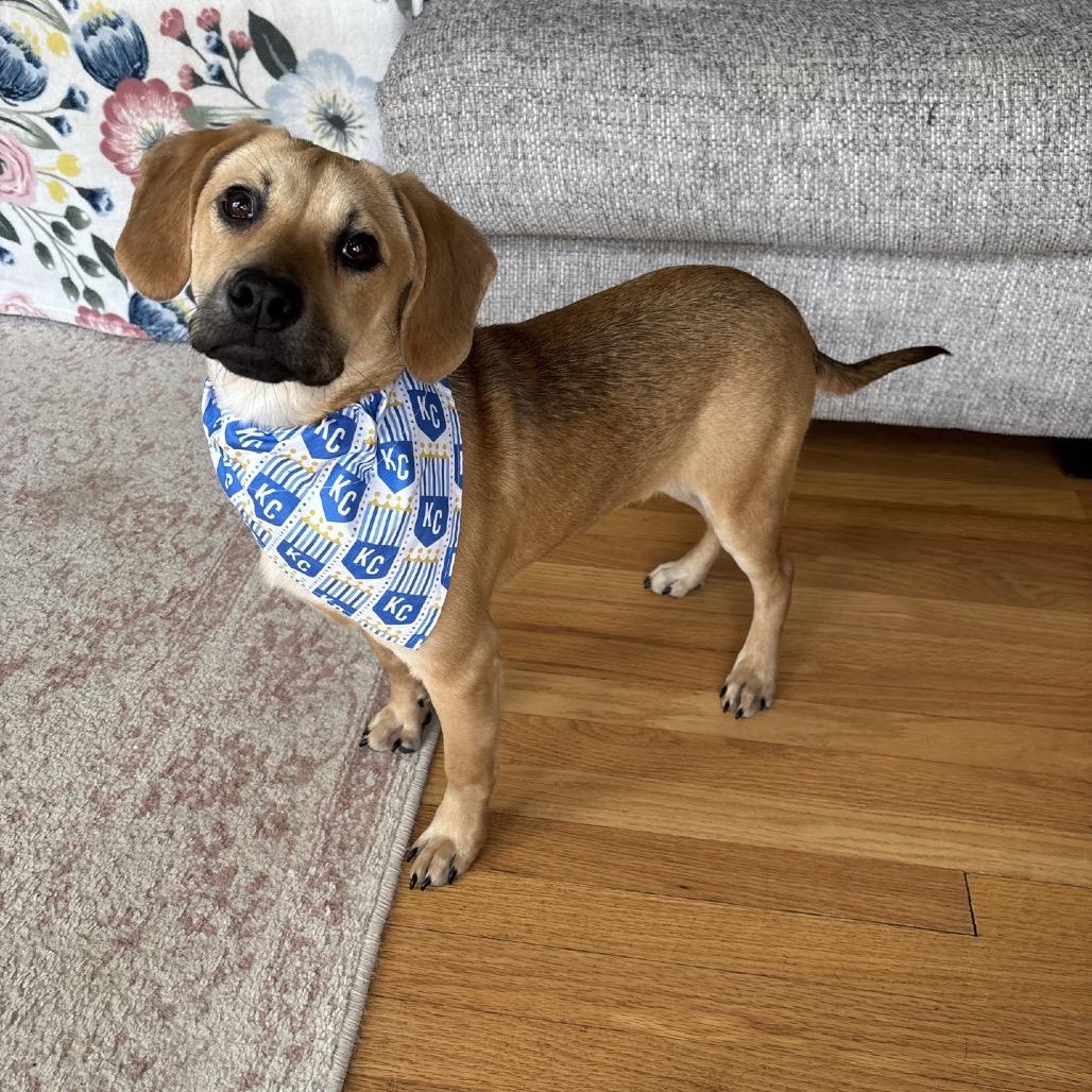 Enlarge Ruby, a Adoptable Mixed Breed in Kansas City, MO image 3/6