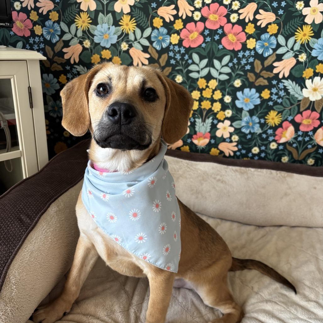 Enlarge Ruby, a Adoptable Mixed Breed in Kansas City, MO image 4/6