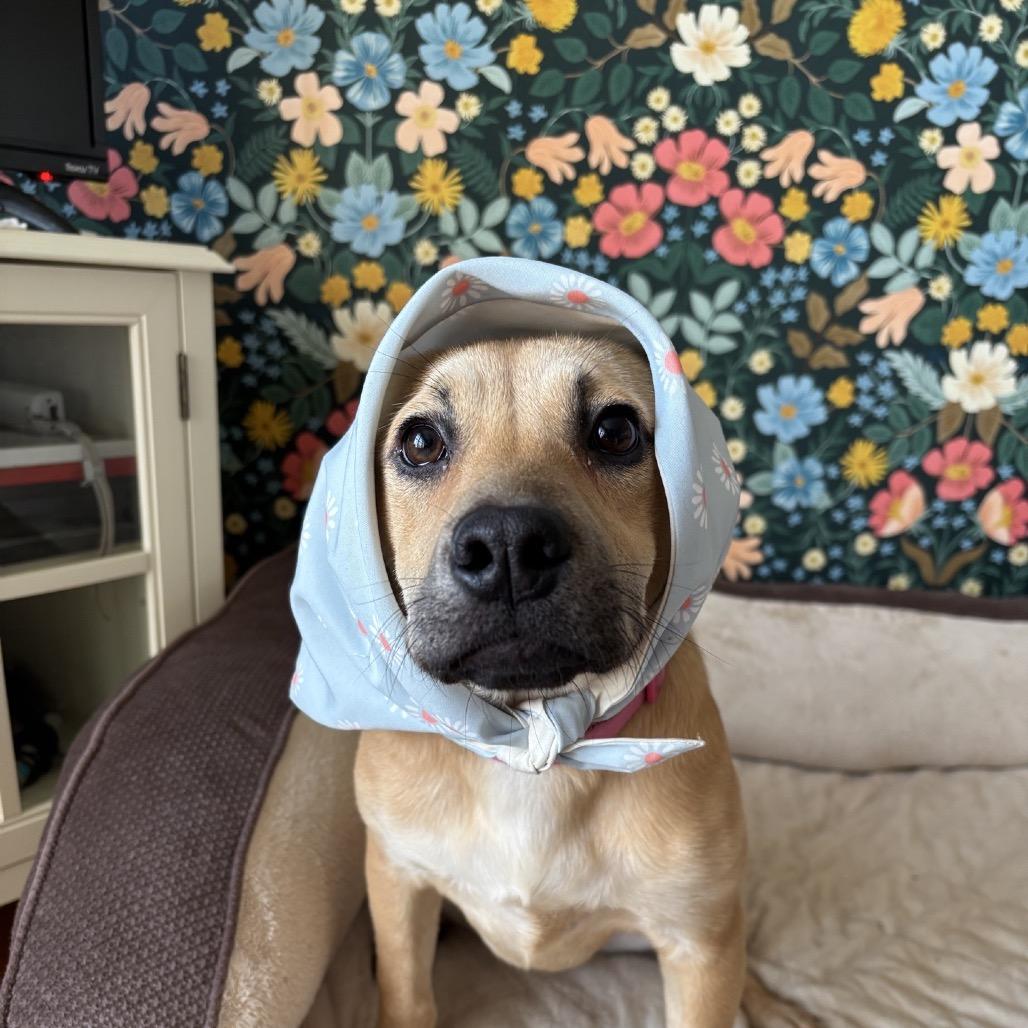 Enlarge Ruby, a Adoptable Mixed Breed in Kansas City, MO image 5/6