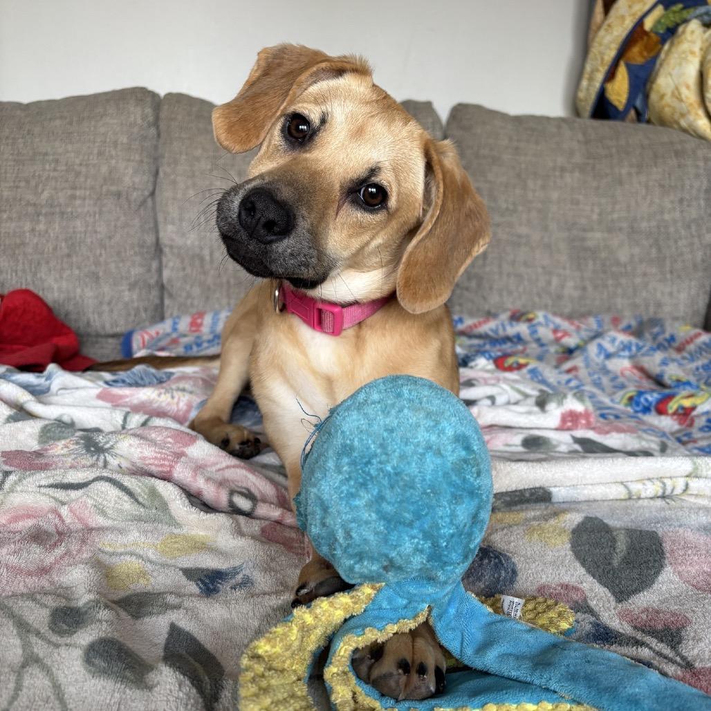 Enlarge Ruby, a Adoptable Mixed Breed in Kansas City, MO image 6/6