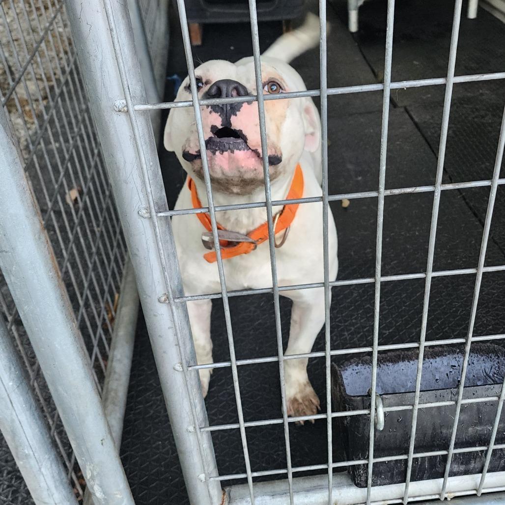 Diablo, Adoptable, Young Male Pit Bull Terrier.