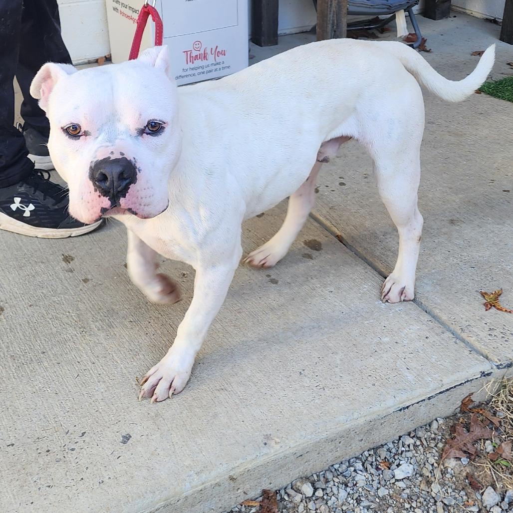Enlarge Diablo, a Adoptable Pit Bull Terrier in Evensville, TN image 2/6