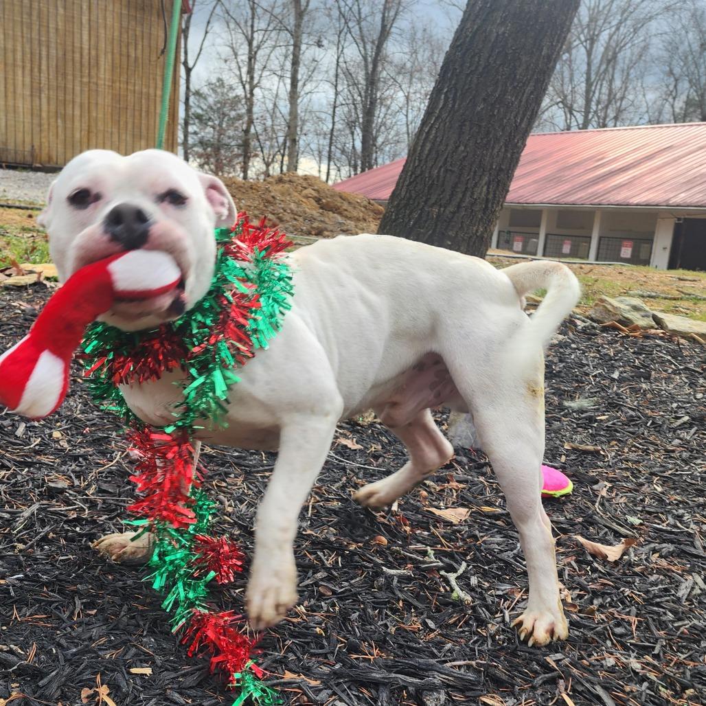 Enlarge Diablo, a Adoptable Pit Bull Terrier in Evensville, TN image 3/6