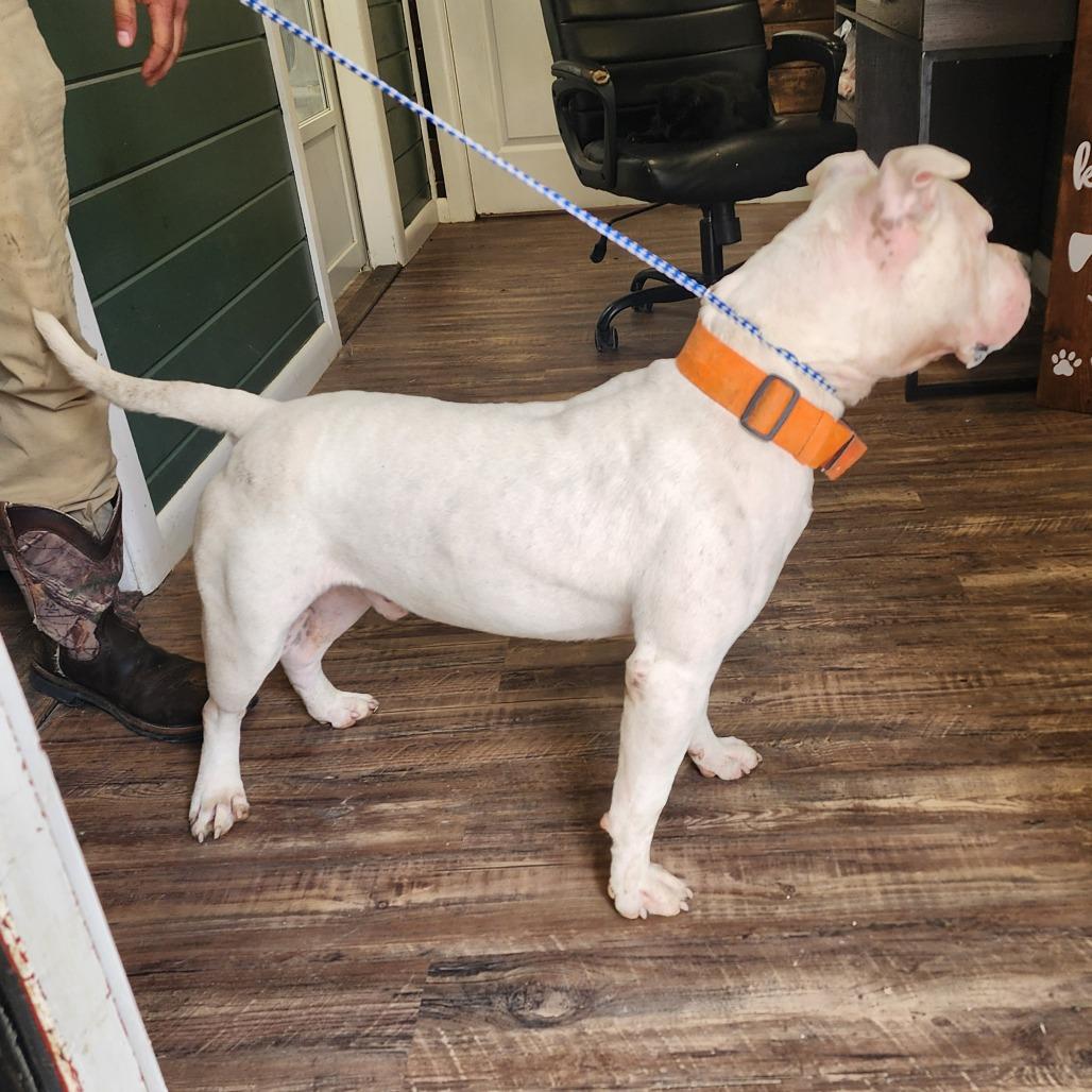 Enlarge Diablo, a Adoptable Pit Bull Terrier in Evensville, TN image 5/6