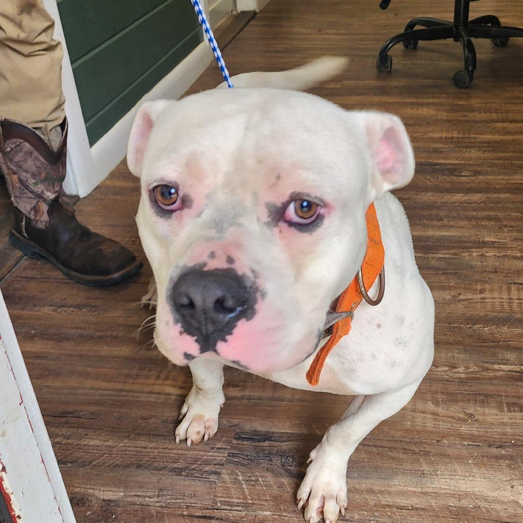 Enlarge Diablo, a Adoptable Pit Bull Terrier in Evensville, TN image 6/6