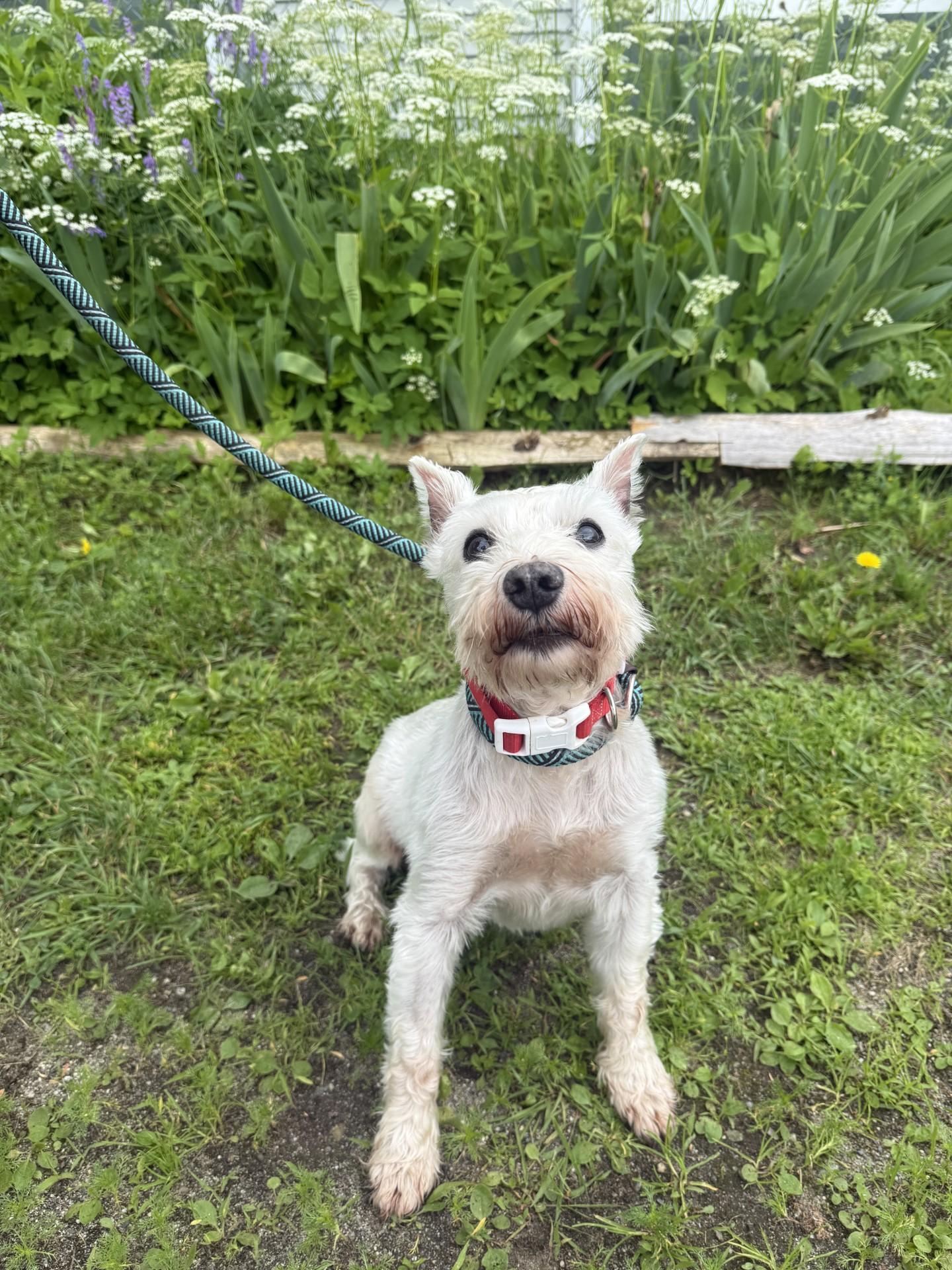 Enlarge Zeus, an adoptable Miniature Schnauzer in Orleans, VT image 1/2