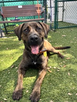 Enlarge Finn, a Adoptable mixed breed in North Miami Beach, FL image 3/3