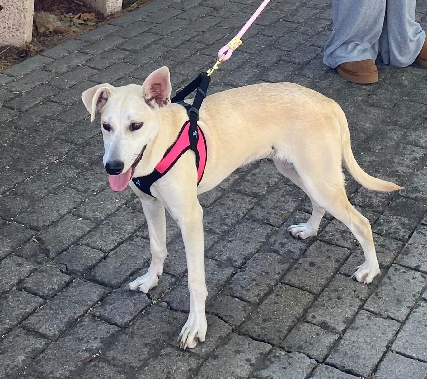 Enlarge Lola, a Adopted mixed breed in Lodi, CA image 3/4