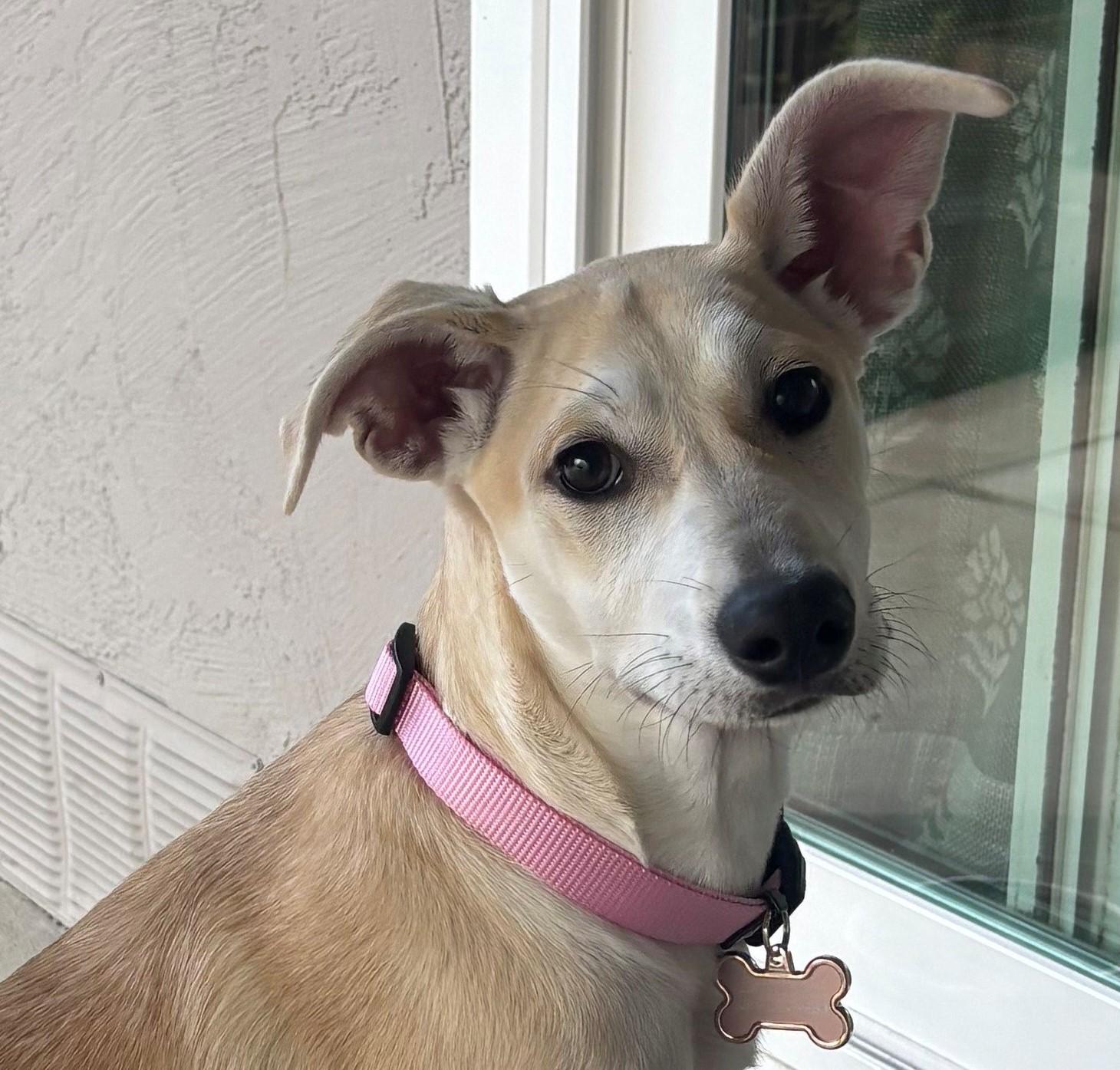 Enlarge Lola, a Adopted mixed breed in Lodi, CA image 2/4