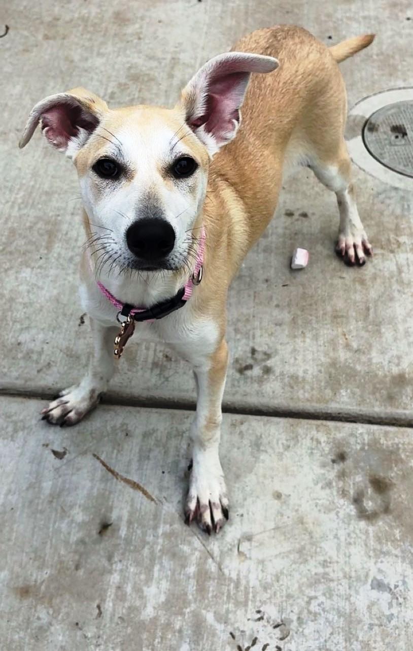Enlarge Lola, a Adopted mixed breed in Lodi, CA image 4/4