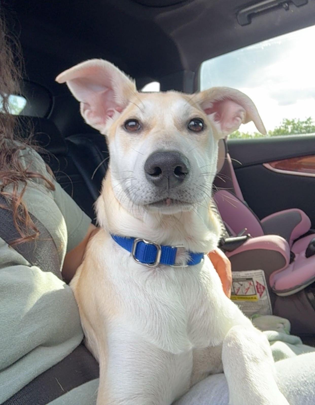 Lola, Adopted, Puppy Female Labrador Retriever & Whippet.