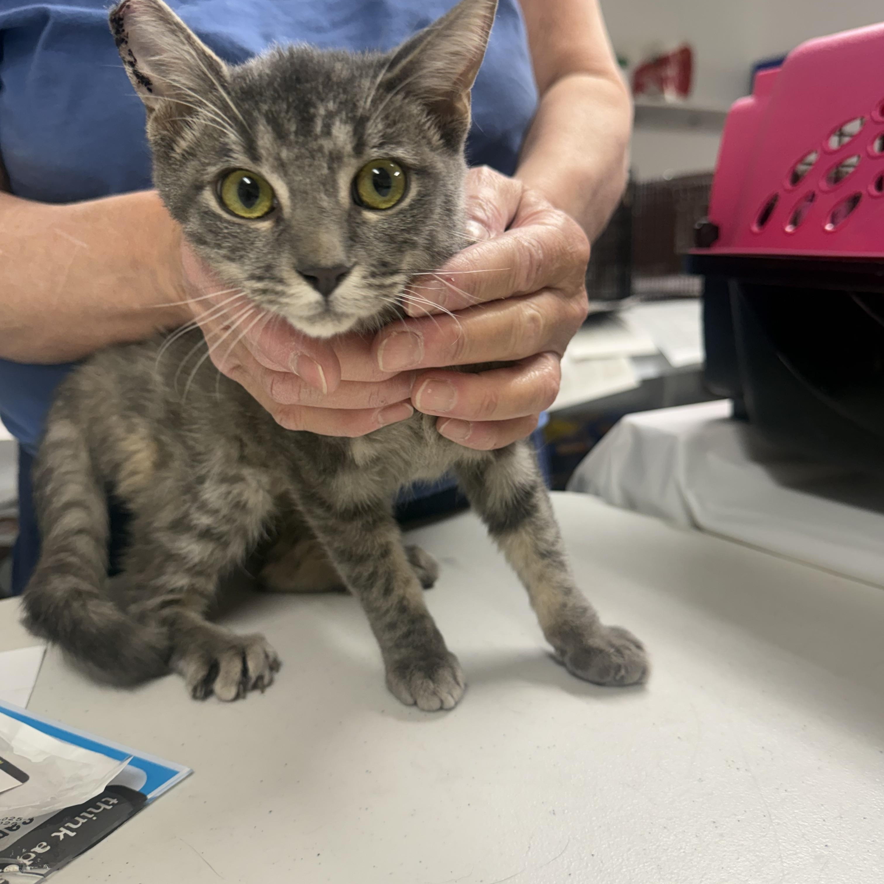 Yoo Hoo! , ADOPTABLE, Kitten Male Tabby.