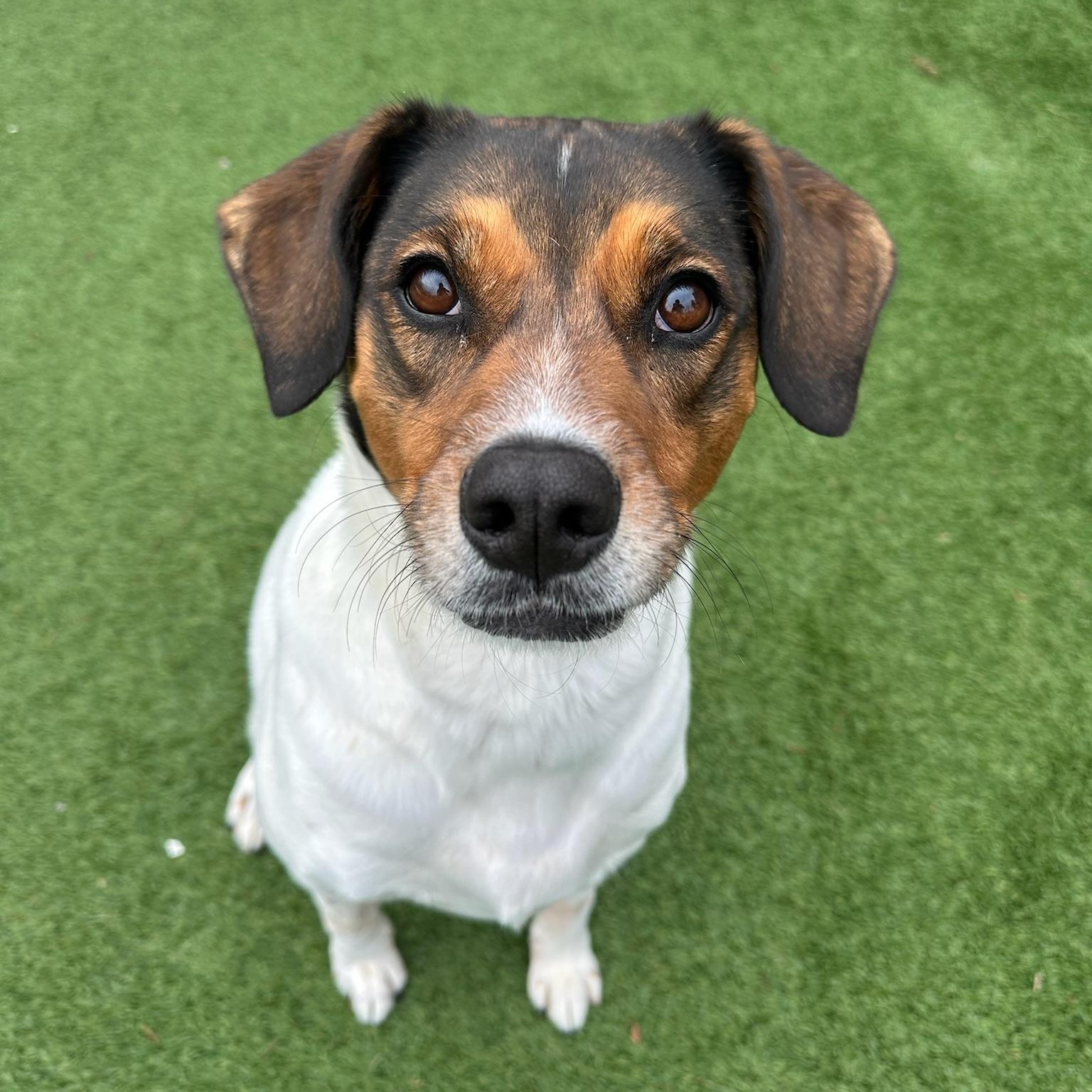 Dean, Adoptable, Adult Male Beagle & Hound.