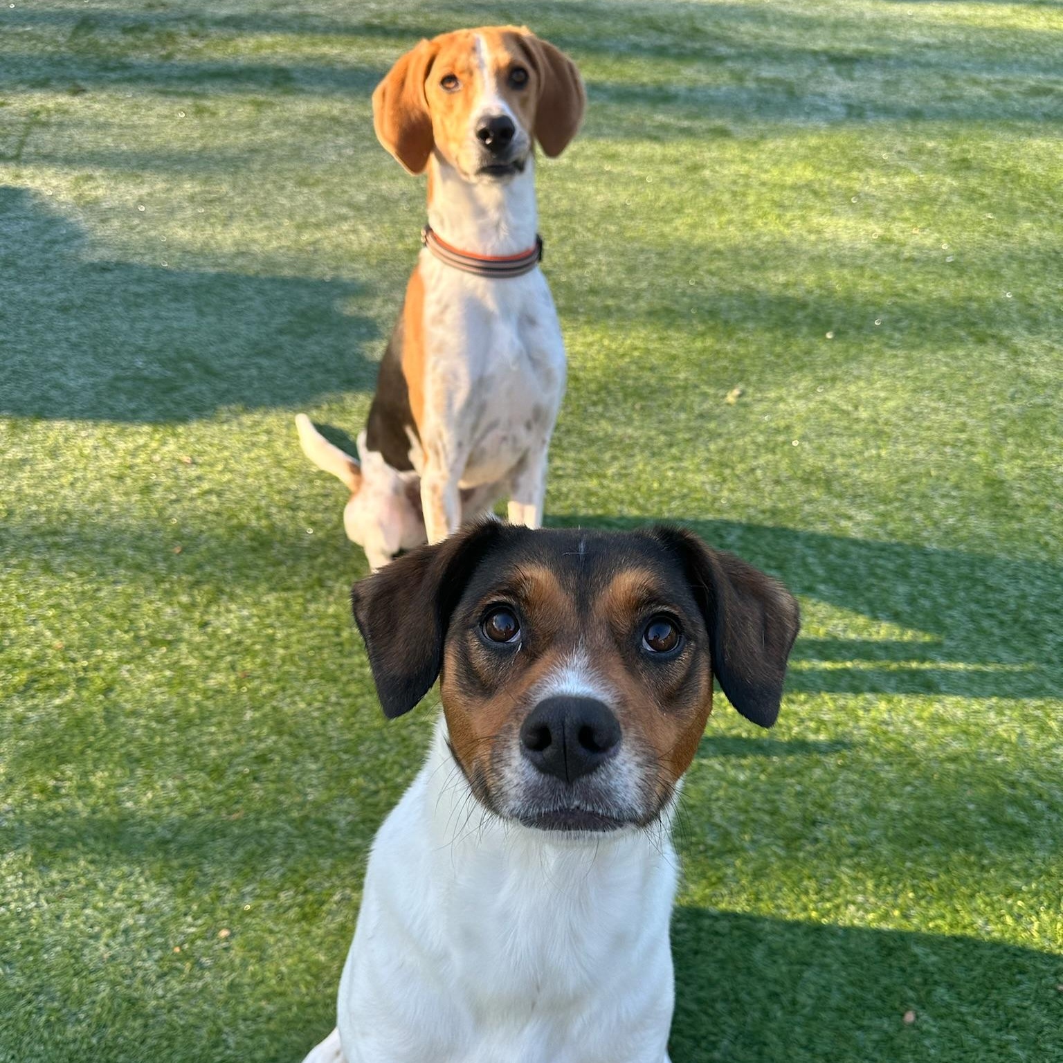 Dean, a Adoptable mixed breed in Groton, CT image 2/6