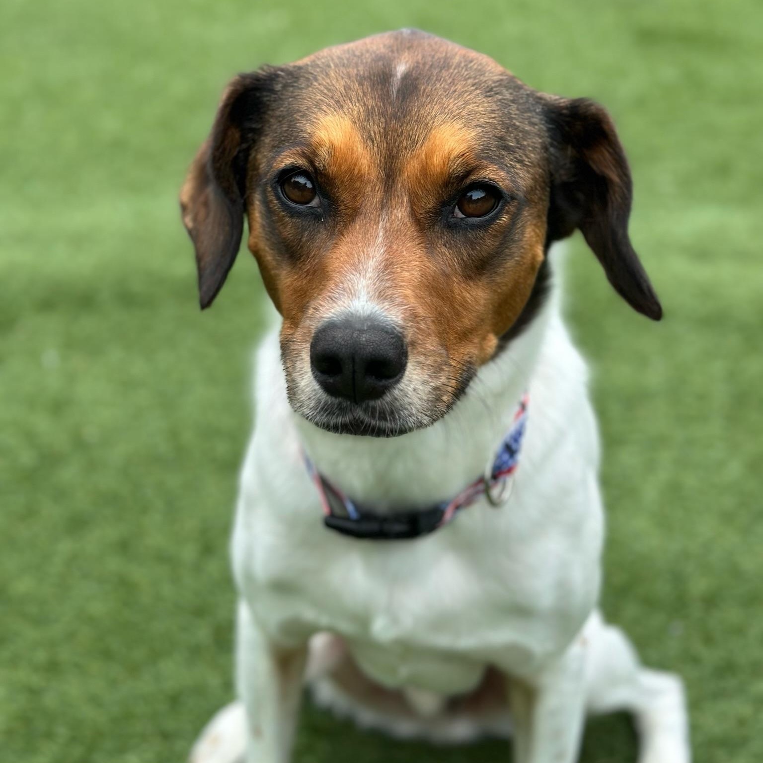 Dean, a Adoptable mixed breed in Groton, CT image 5/6