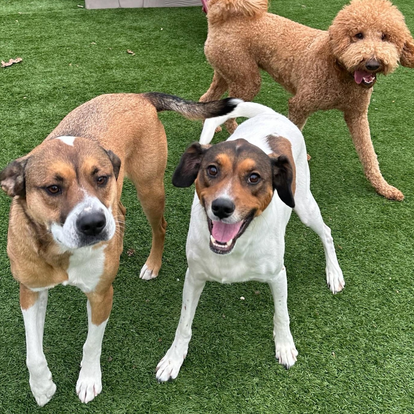 Dean, a Adoptable mixed breed in Groton, CT image 3/6