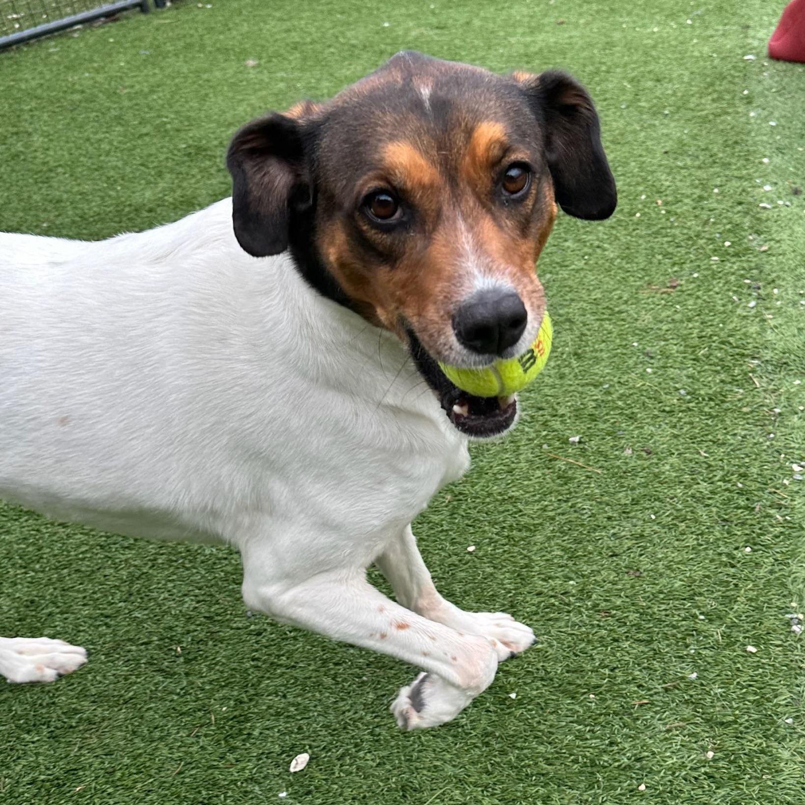 Dean, a Adoptable mixed breed in Groton, CT image 4/6