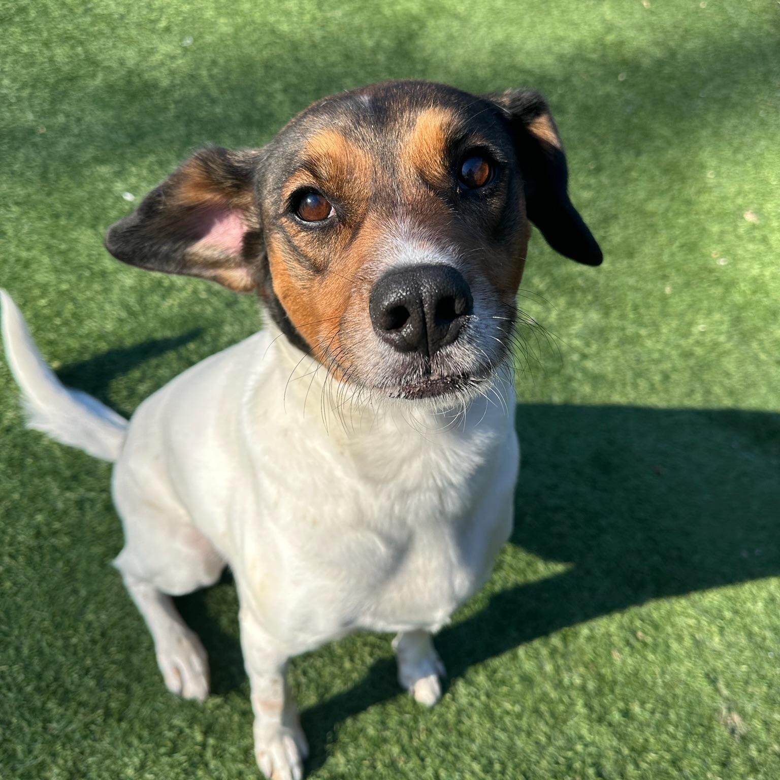 Dean, a Adoptable mixed breed in Groton, CT image 6/6