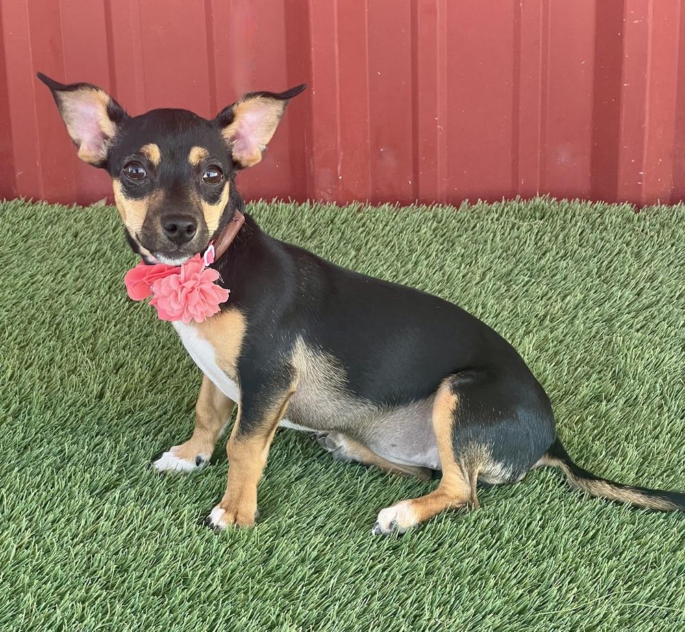 Bessie, Adoptable, Young Female Chihuahua & Dachshund.