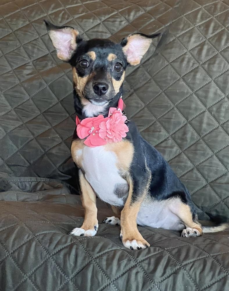 Enlarge Bessie, a Adoptable mixed breed in Pembroke, NY image 3/3