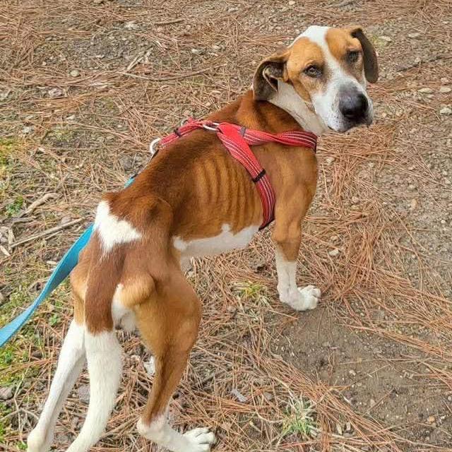 Enlarge Beau*(Foster Needed), a Adoptable mixed breed in Phoenix, MD image 1/3