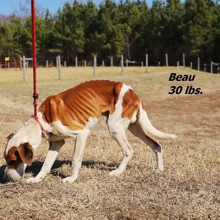 Enlarge Beau*(Foster Needed), a Adoptable mixed breed in Phoenix, MD image 2/3