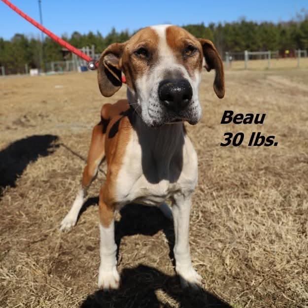 Enlarge Beau*(Foster Needed), a Adoptable mixed breed in Phoenix, MD image 3/3