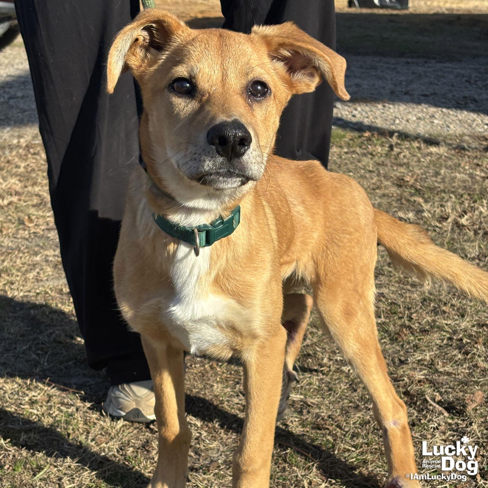 Mirabelle thumbnail 2