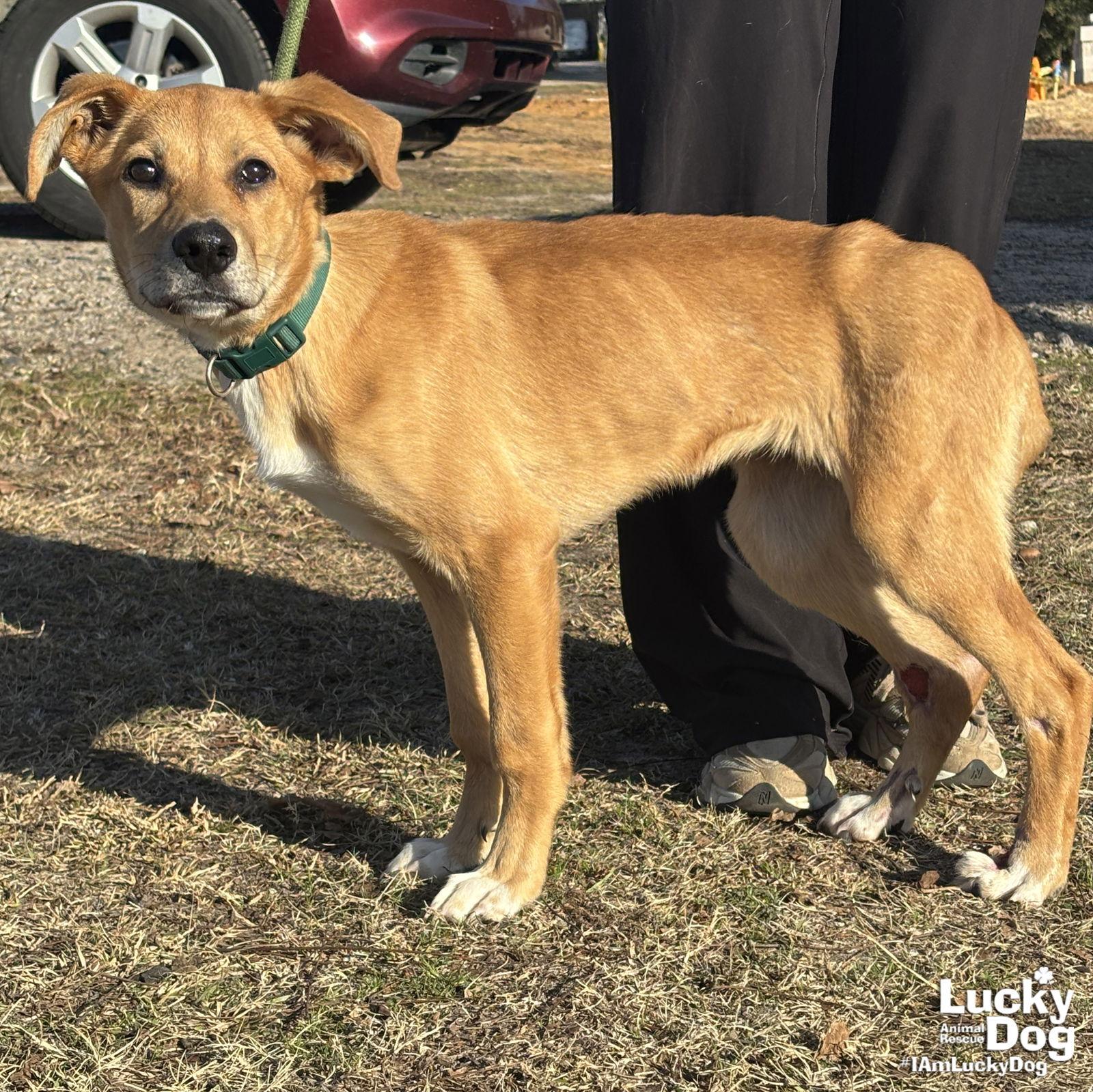 Mirabelle thumbnail 3