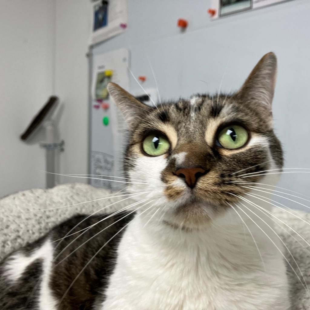 Ziggy, Adoptable, Senior Male Domestic Short Hair.