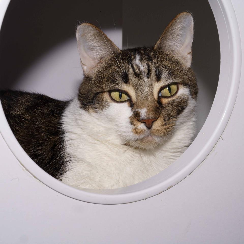 Ziggy, a Adoptable Domestic Short Hair in La Grange, KY image 3/6