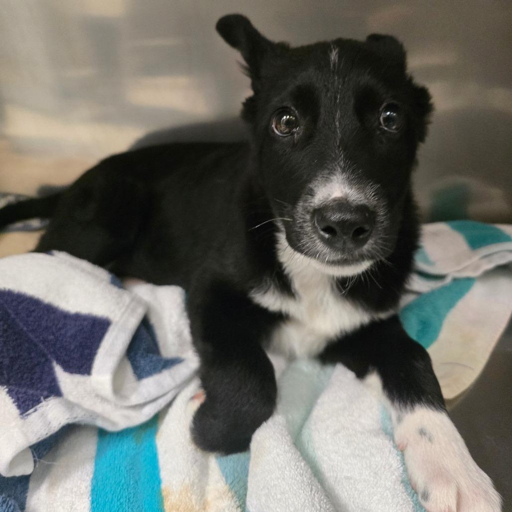 Enlarge Jill, a Adoptable Mixed Breed in Fort Bragg, CA image 1/1