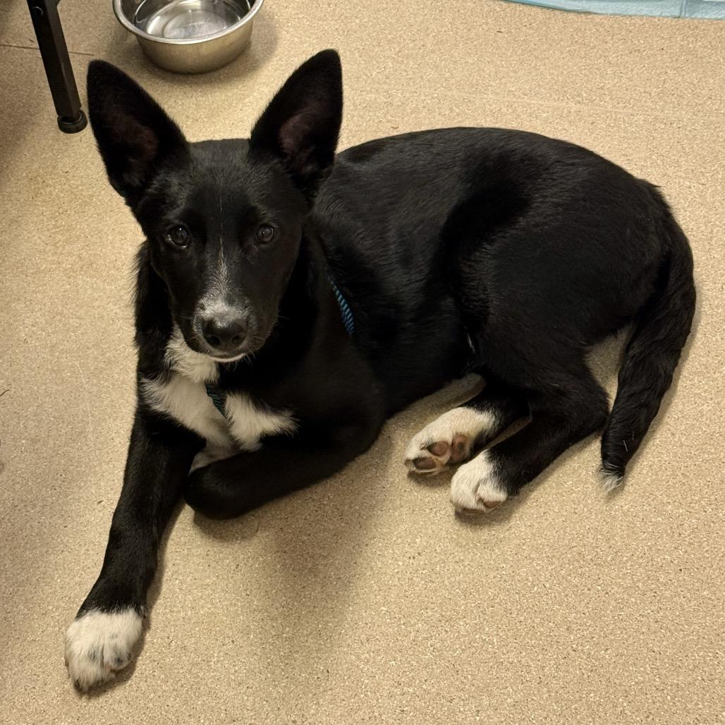 Jill, Adoptable, Puppy Female Mixed Breed.