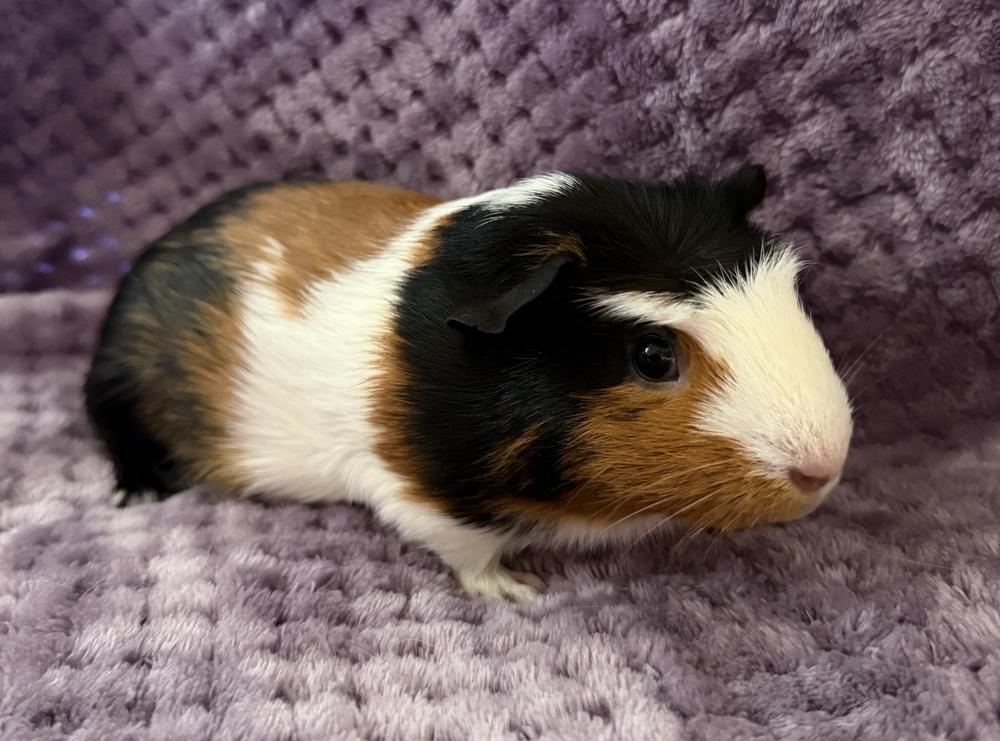 Zsa Zsa, Adoptable, Adult Female Guinea Pig.