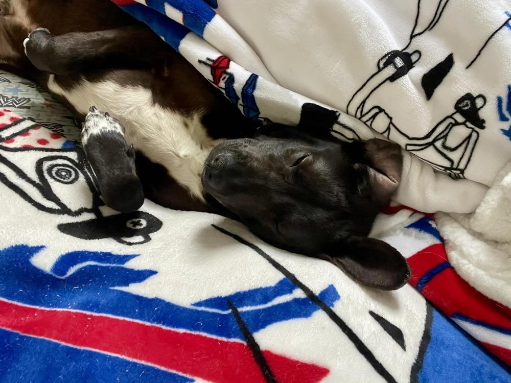 Gus, Adoptable, Puppy Male Mixed Breed.