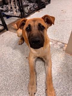Tucker, Adoptable, Young Male German Shepherd Dog.