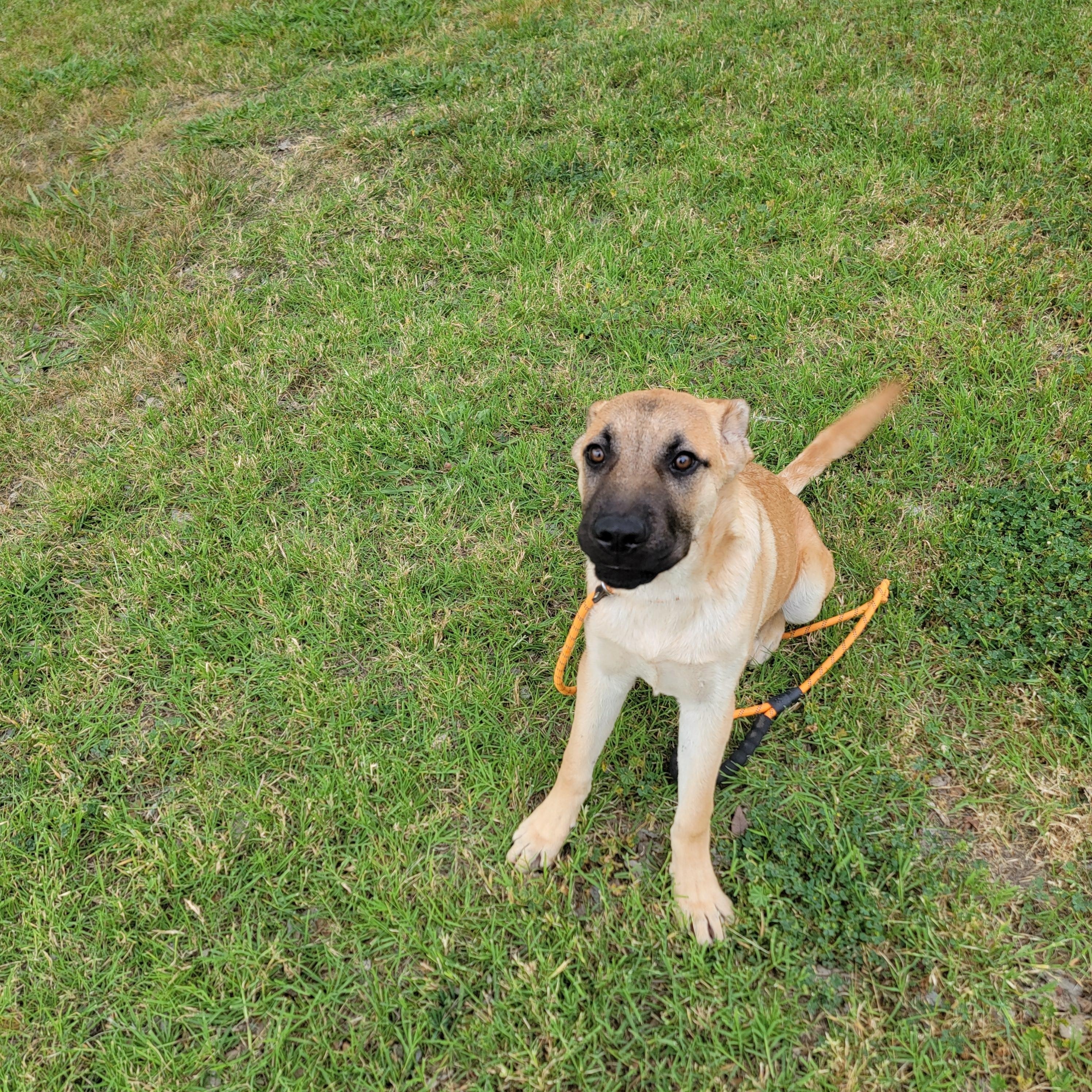 Enlarge Tucker, a Adoptable mixed breed in Tracy, CA image 4/6