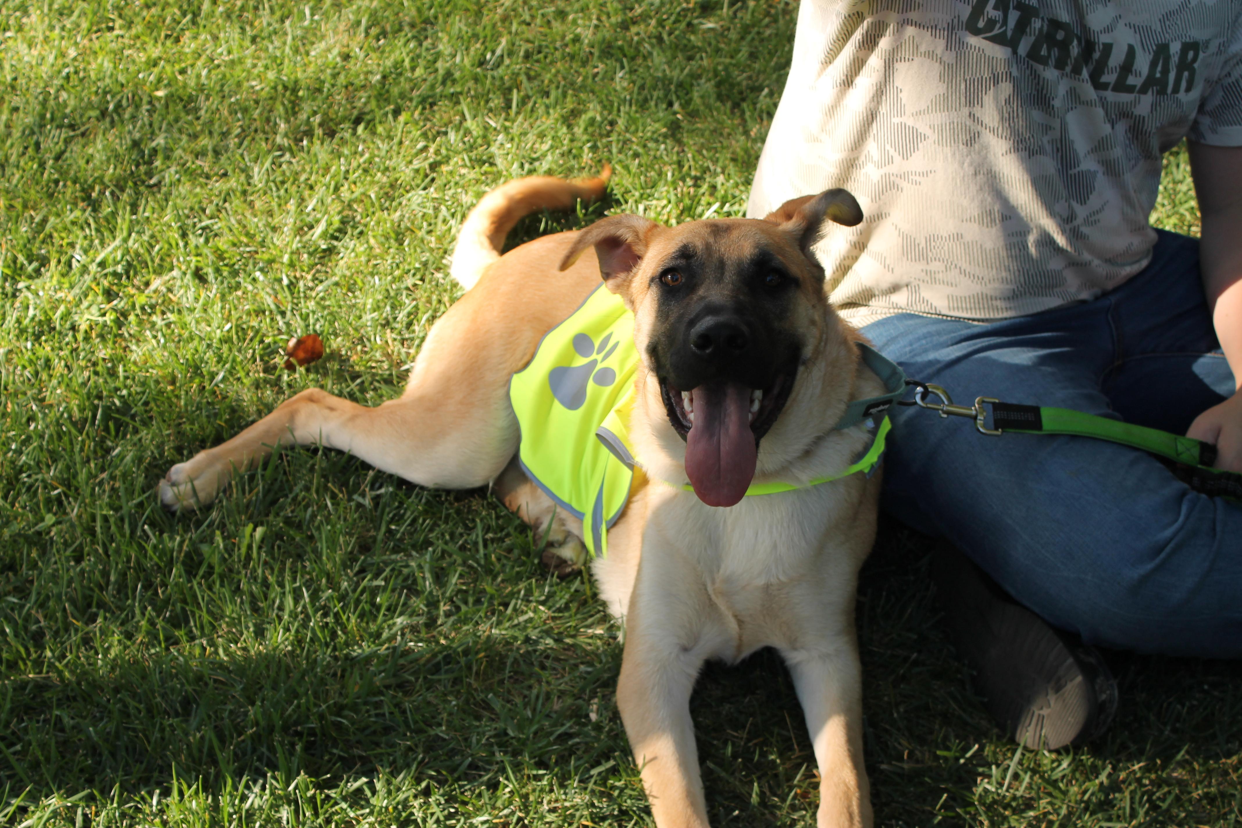 Enlarge Tucker, a Adoptable mixed breed in Tracy, CA image 5/6