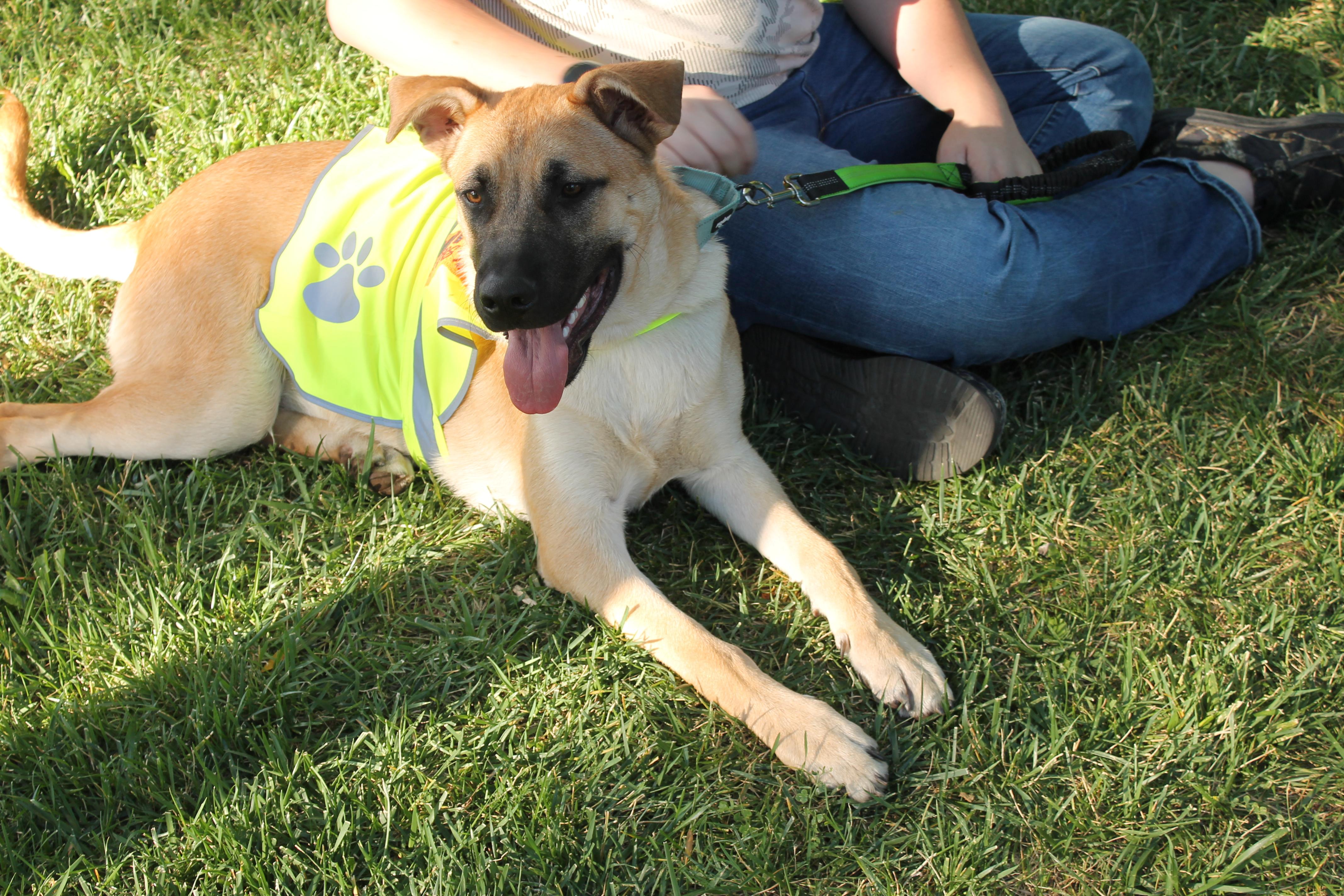 Enlarge Tucker, a Adoptable mixed breed in Tracy, CA image 6/6