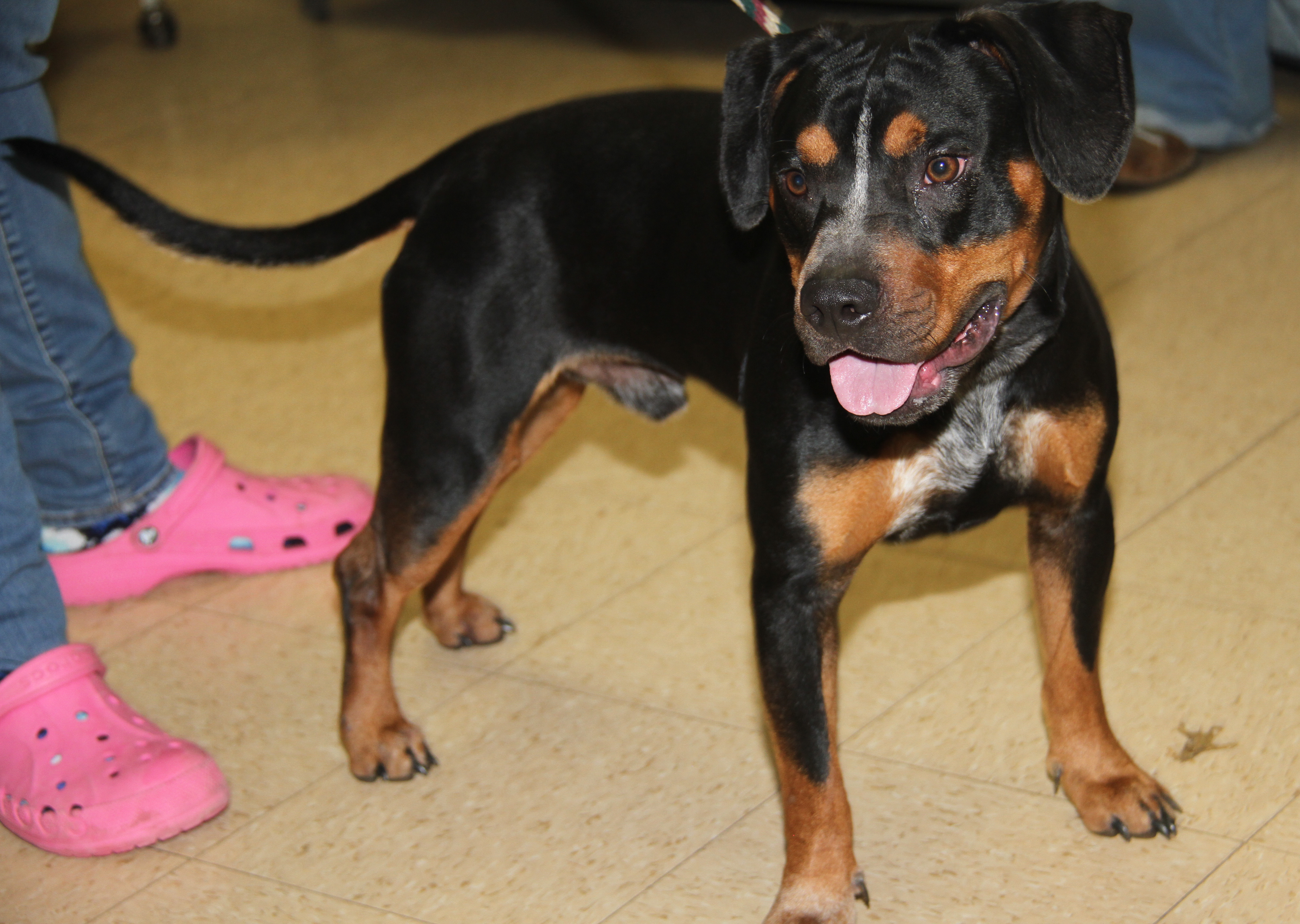 Jake (Neutered), a Adoptable mixed breed in Marietta, OH image 5/6