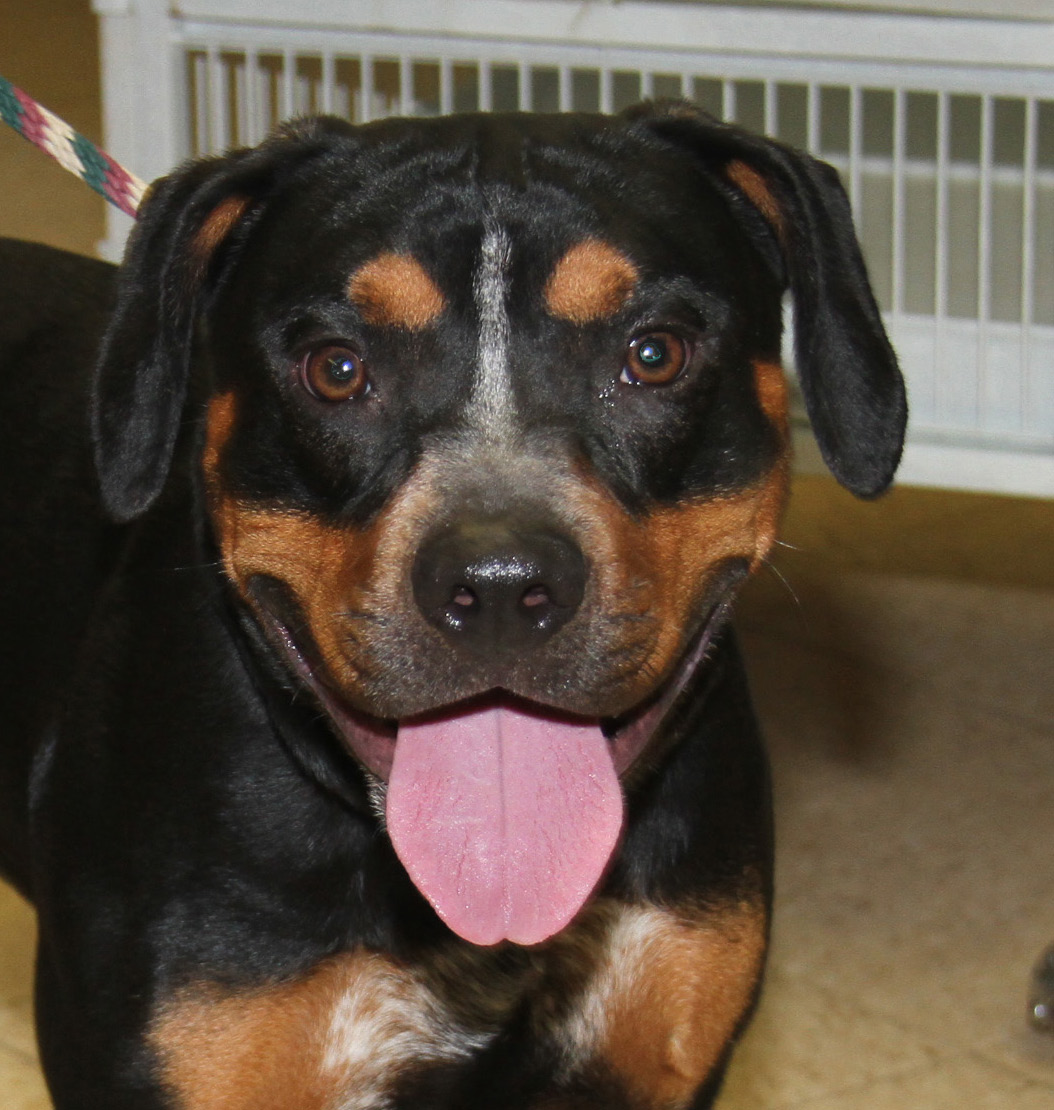 Jake (Neutered), a Adoptable mixed breed in Marietta, OH image 4/6