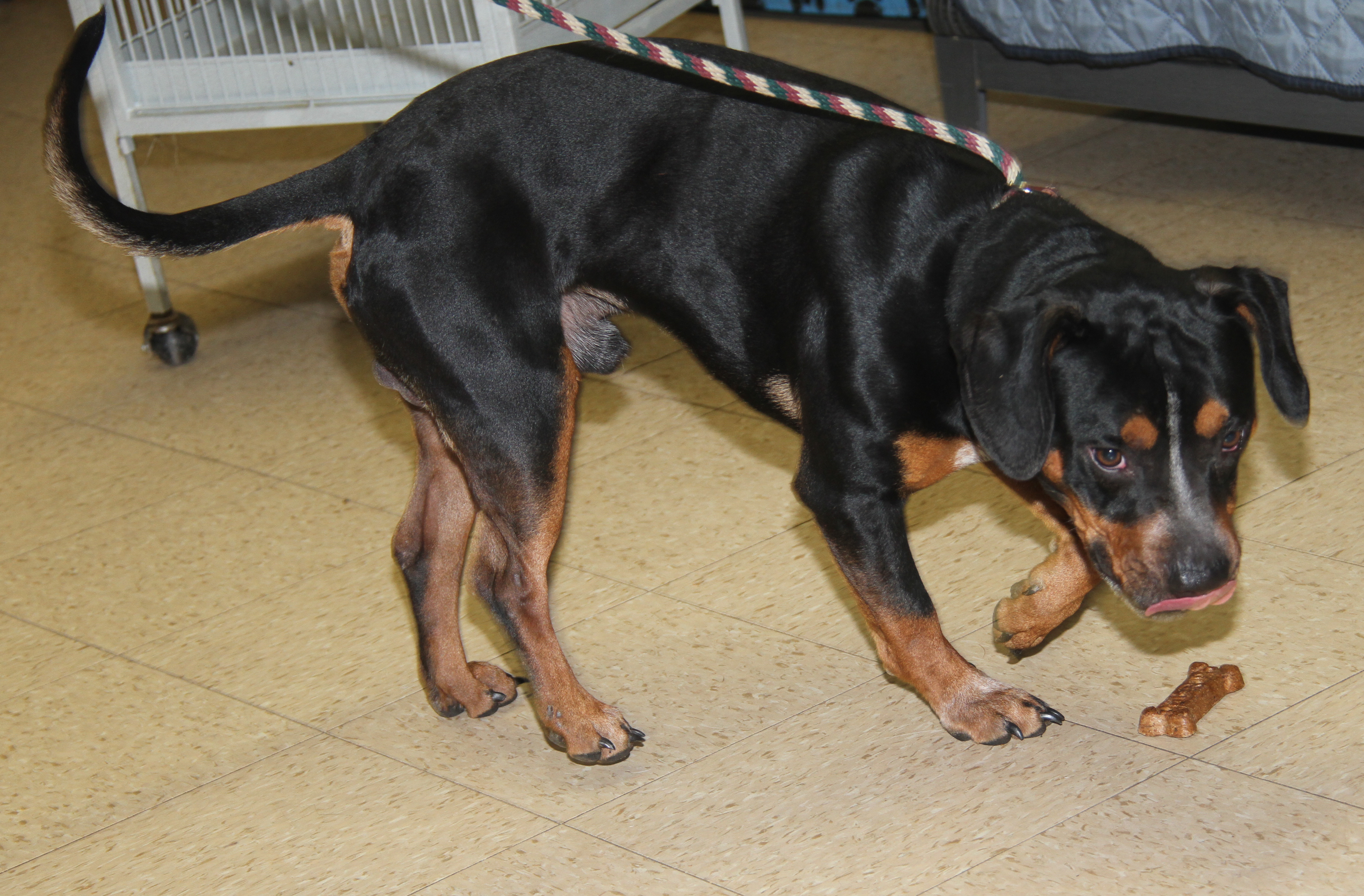Jake (Neutered), a Adoptable mixed breed in Marietta, OH image 6/6