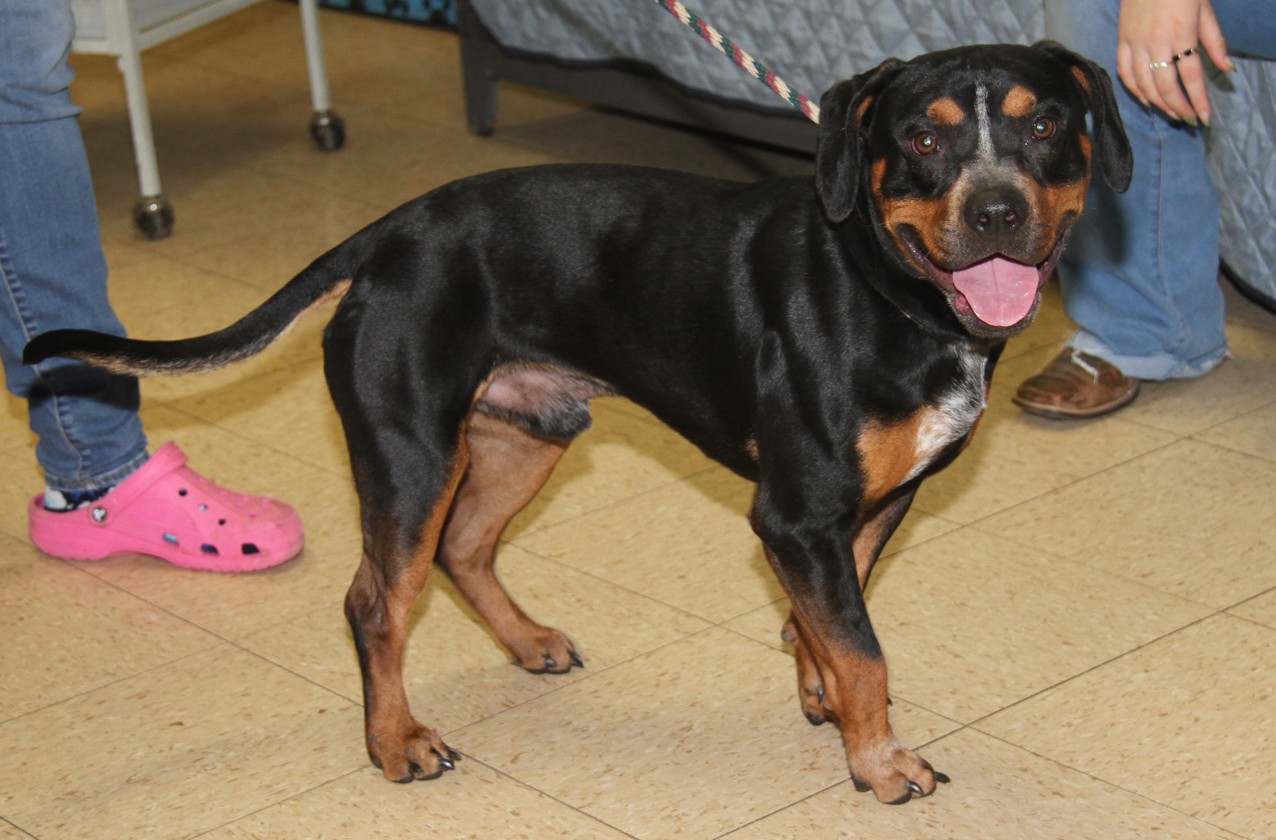 Jake (Neutered), a Adoptable mixed breed in Marietta, OH image 3/6