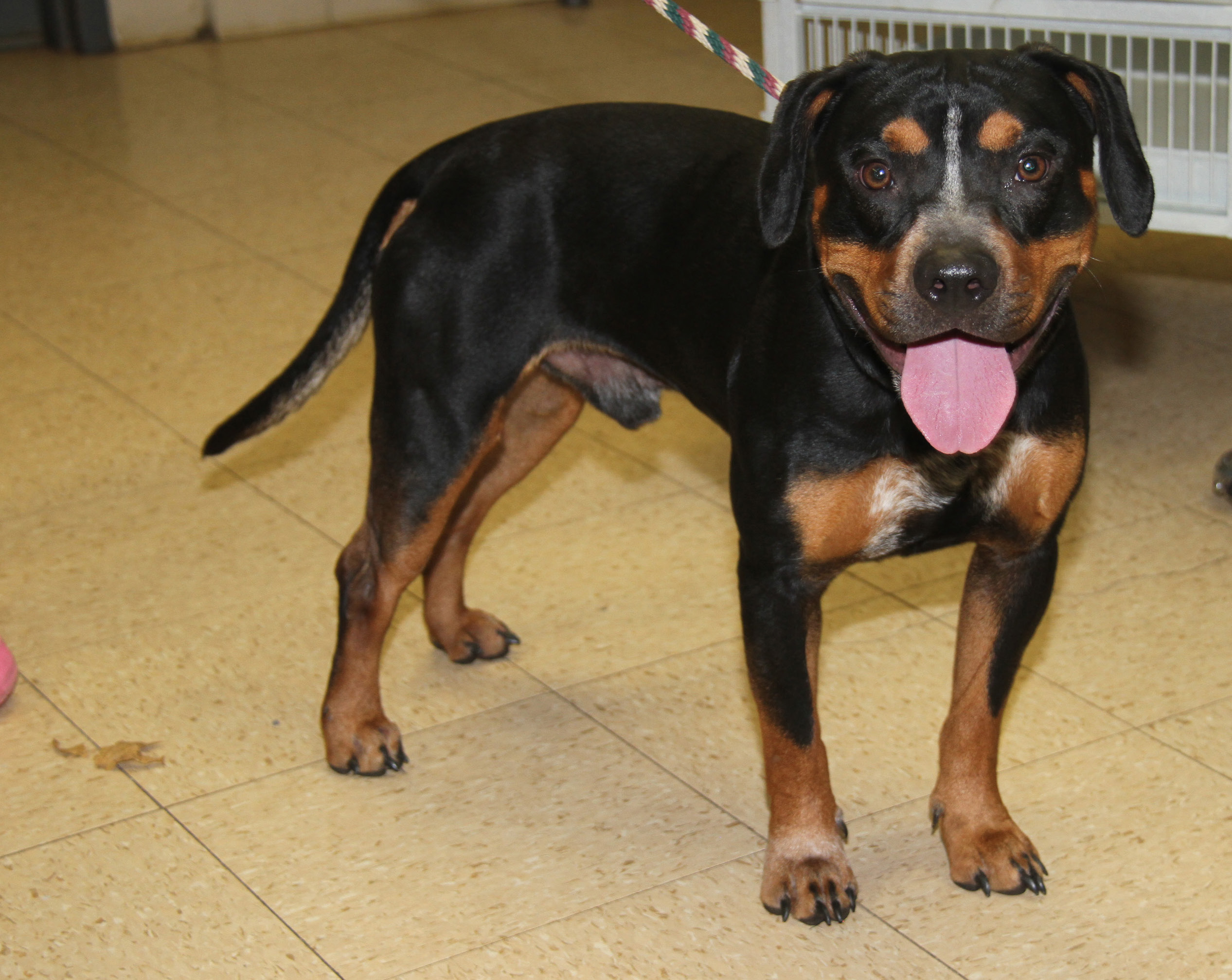 Jake (Neutered), a Adoptable mixed breed in Marietta, OH image 1/6