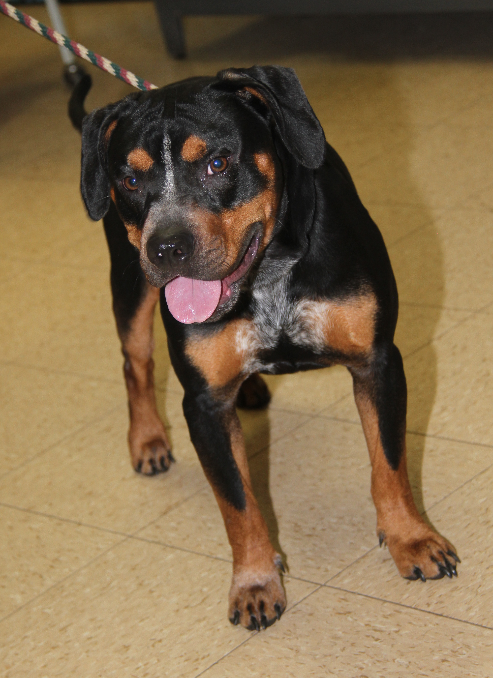 Jake (Neutered), a Adoptable mixed breed in Marietta, OH image 2/6