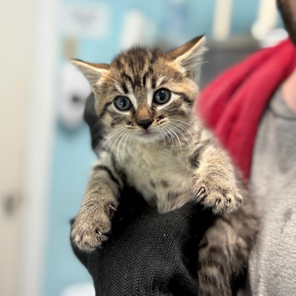 Sparrow, a Adoptable Domestic Short Hair in New Fairfield, CT image 1/2