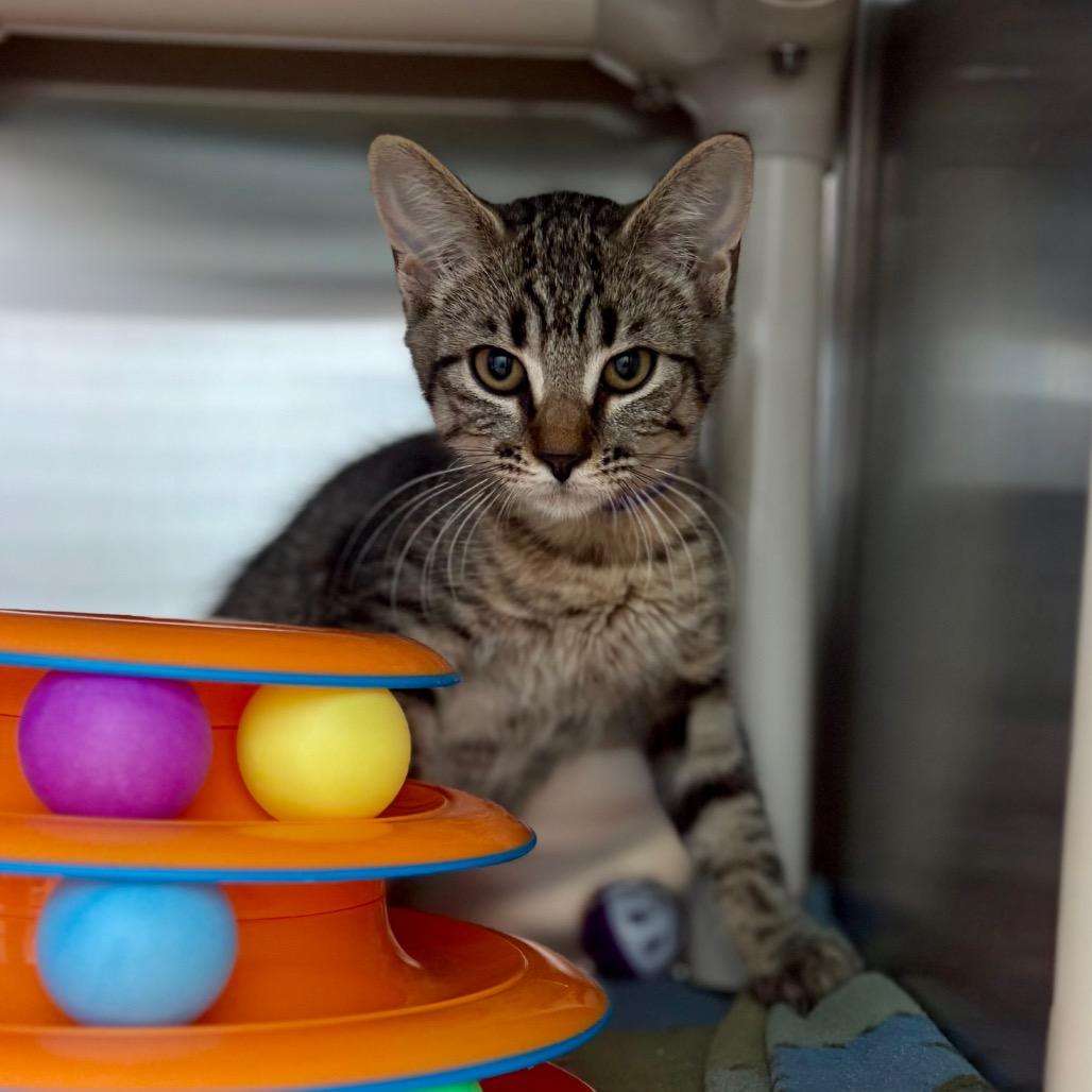 Sparrow, a Adoptable Domestic Short Hair in New Fairfield, CT image 2/2