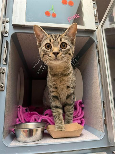 Enlarge FOOLY COOLY, a Adoptable Domestic Short Hair in Aliquippa, PA image 1/1
