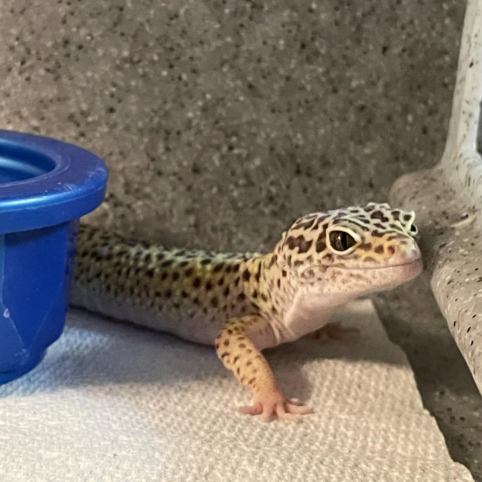 Enlarge Batman, a ADOPTABLE Gecko in Durham, NC image 1/3