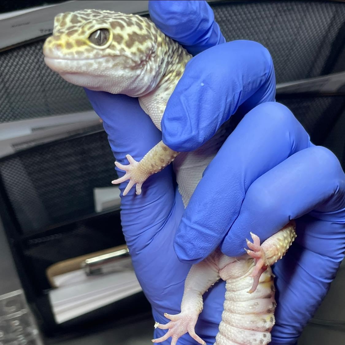 Enlarge Batman, a ADOPTABLE Gecko in Durham, NC image 2/3